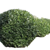 Лавровишня