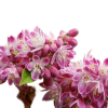 Дейция