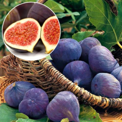 Инжир Крымский черный Муассон (Однолетний, ЗКС)