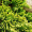 Можжевельник  горизонтальный Голден Карпет (10-15 см, ЗКС)