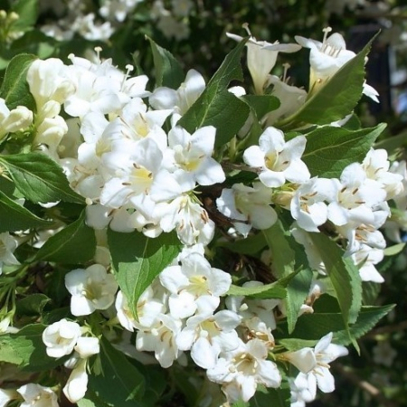 Вейгела цветущая Альба (40-50 см, горшок С3)