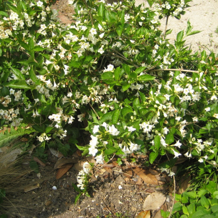 Вейгела квітуча Альба (40-50 см, горщик С3)