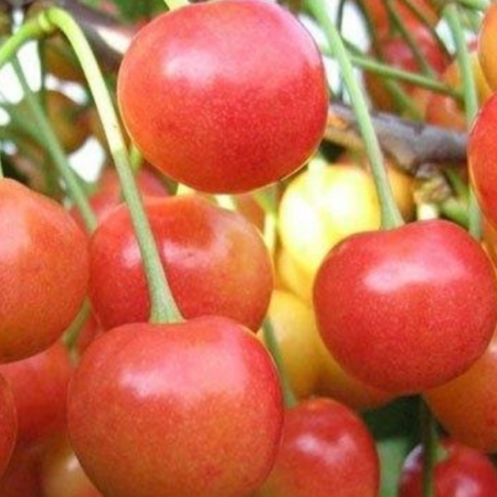 Черешня Аеліта (Однорічний, ГКС)