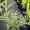 Вейгела квітуча Сплендід (20-30 см, горщик С3)