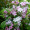 Вейгела квітуча Варієгата (25-35 см, горщик С2,4)