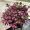 Вейгела цветущая Боскоп Глори (25-30 см, горшок С3)