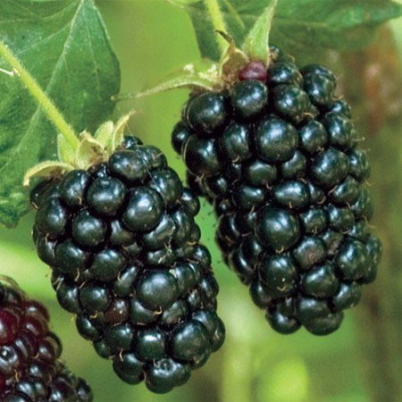 Ежевика Адриана (Однолетний, ОКС)