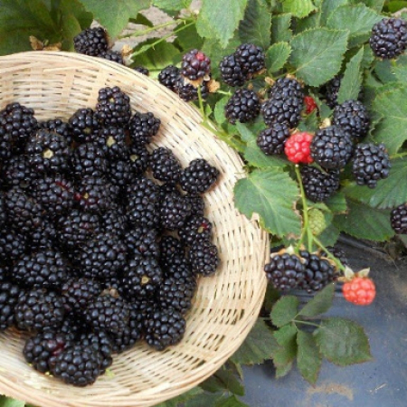 Ежевика Рубен (Двухлетний, ОКС)
