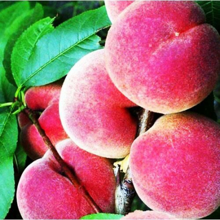 Персик колоноподібний Штайнберг (Однорічний, ГКС)