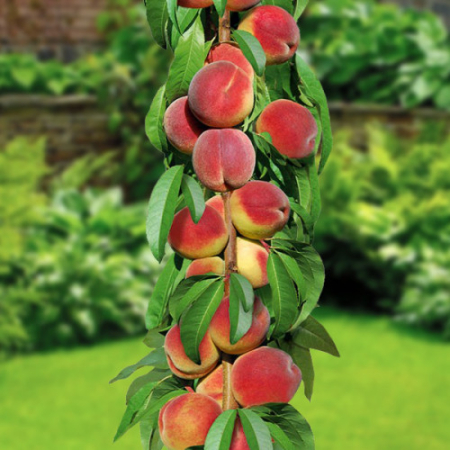 Персик колоноподібний Штайнберг (Однорічний, ГКС)