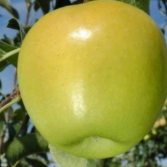Яблоня Голден Рейнджерс (Однолетний, ОКС)