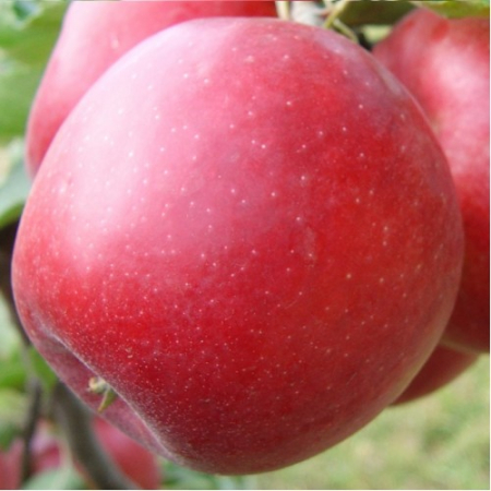 Яблоня Эвелина (Однолетний, ОКС)