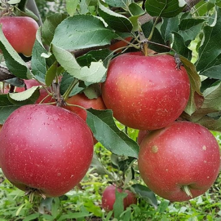 Яблоня Элиза (Однолетний, ОКС)