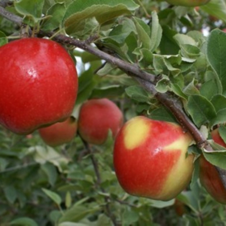 Яблоня Канзи (Однолетний, ОКС)