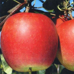 Яблоня Дарк Рубин (Однолетний, ОКС)