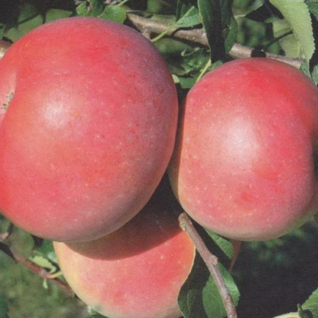 Яблоня Ятака (Двухлетний, ОКС)