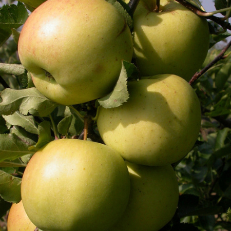 Яблоня Сириус (Однолетний, ОКС)