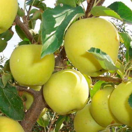 Яблоня Гринсливз (Однолетний, ОКС)