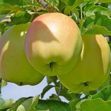 Яблоня Орион (Однолетний, ОКС)