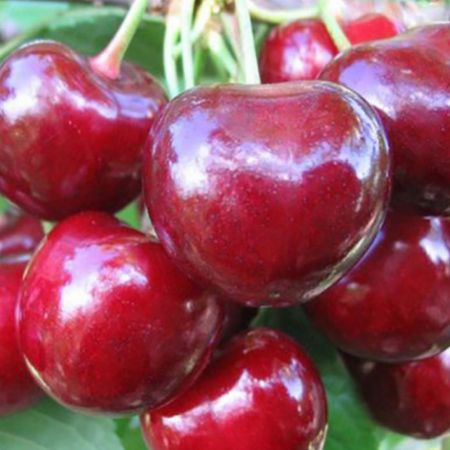 Черешня Ганнуся (Однорічний, ГКС)