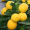 Лимон Київський (40-60 см, ЗКС)
