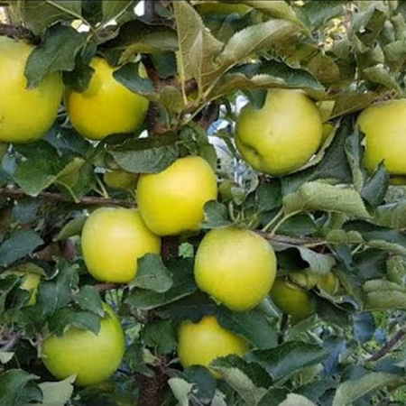 Яблоня Мутсу (Криспин) (Двухлетний, ОКС)