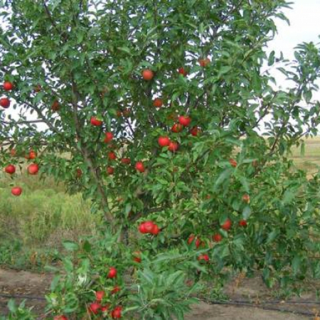 Яблуня Гала (Дворічний, ВКС)