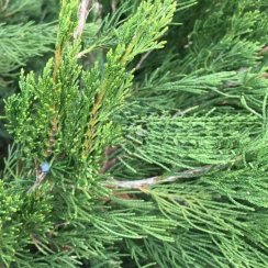Можжевельник китайский Спартан (35-40 см, ЗКС)