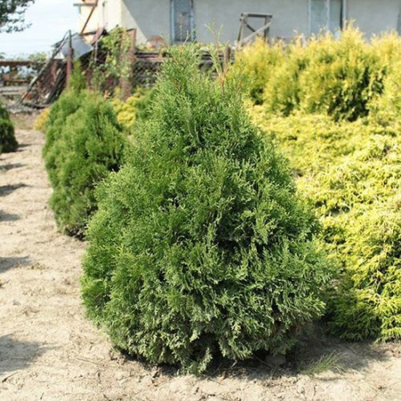 Туя Западная Микки (15-20 см, горшок С3)
