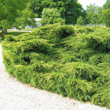 Можжевельник средний Пфитцериана Ауреа (40-50 см, ЗКС)