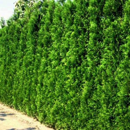 Туя Западная Брабант (50-60 см, горшок С3)