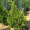 Кипарисовик лавсона  Колумнарис (10-12 см, горшок Р9)