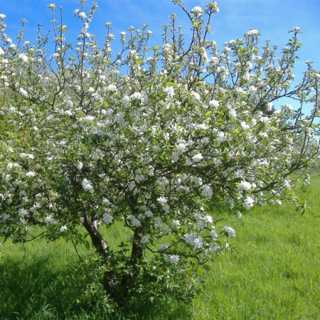 Вишня Підбельська (Дворічний, ВКС)