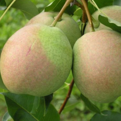 Груша Десертная (Трехлетний, ОКС)