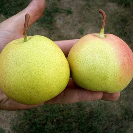 Груша Десертная (Трехлетний, ОКС)