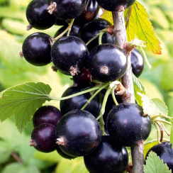 Смородина Черная Севчанка (Двухлетний,ОКС)