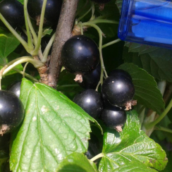 Черная смородина Черешневая (Однолетний, ОКС)