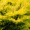 Ялівець горизонтальний Лаймглоу (10-12 см, горщик Р9)