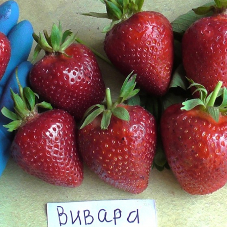 Клубника Вивара (ОКС)