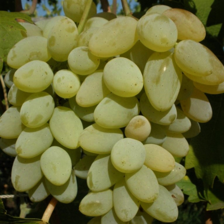 Виноград Лора (Однорічний, ГКС)