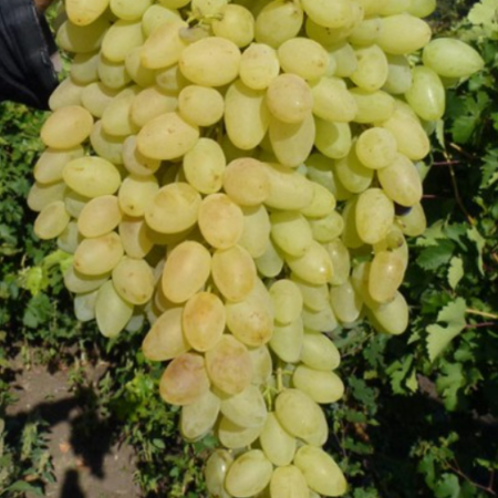 Виноград Кішміш Магарача (Однорічний, ГКС)