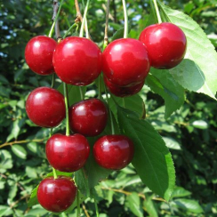 Вишня Десертная (Трехлетний, ОКС)