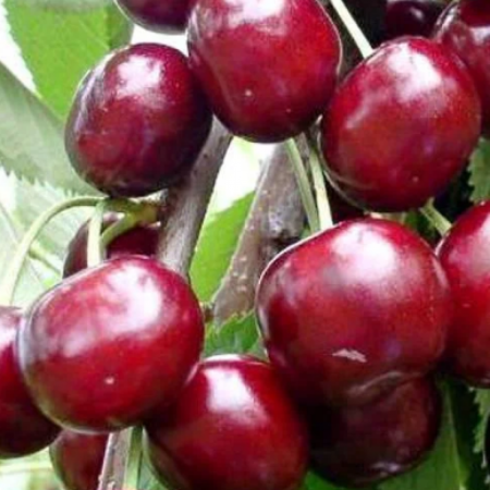 Черешня Казка (Однорічний, ГКС)
