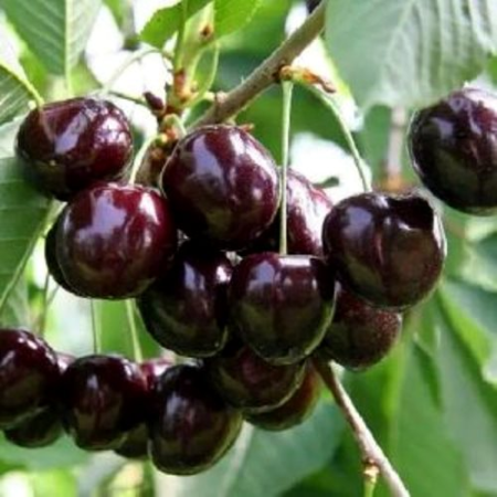 Черешня Романтика (Однорічний, ГКС)