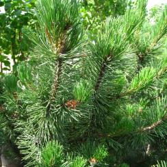 Сосна Горная (10-15см, горшок С2 )