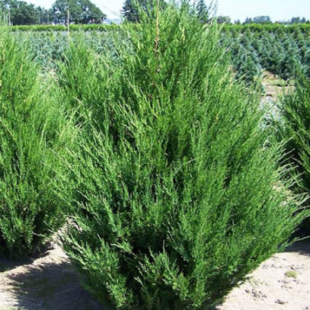 Можжевельник китайский Спартан (50-60 см, ЗКС)