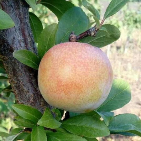 Алича Байрон Голд (Однорічний, ГКС)