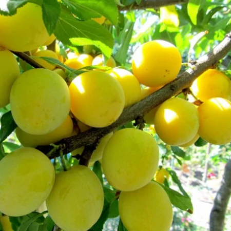 Алича Ерлі Голд (Однорічний, ГКС)