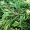 Можжевельник обыкновенный Грин Карпет (30-35 см, ЗКС)
