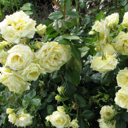 Роза Ельф (Однорічний, ГКС)